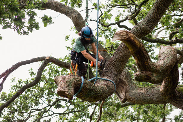 Best Tree Fertilization  in Snoqualmie, WA