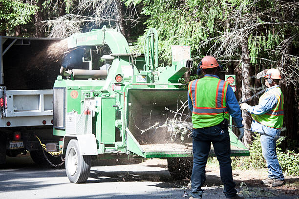 Best Tree Cabling and Bracing  in Snoqualmie, WA