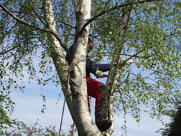 Best Tree Preservation Services  in Snoqualmie, WA