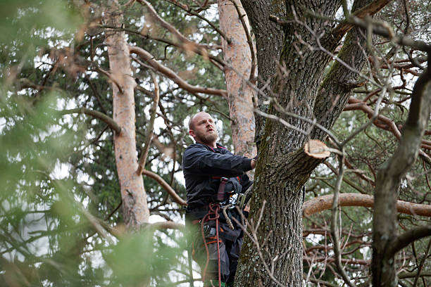 Best Tree Health Inspection  in Snoqualmie, WA