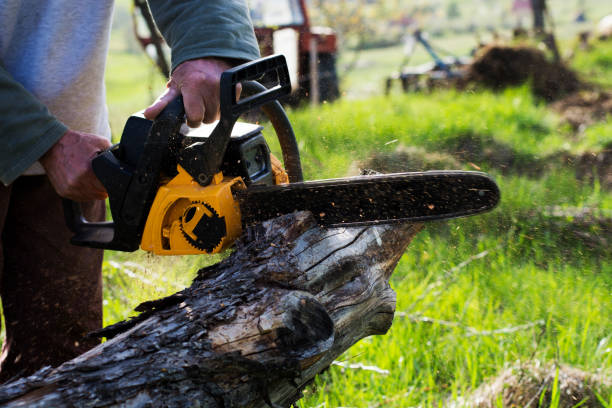 Best Lawn Disease Treatment  in Snoqualmie, WA