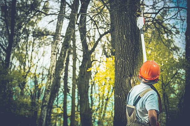 How Our Tree Care Process Works  in  Snoqualmie, WA