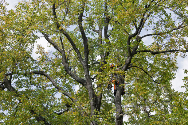 Trusted Snoqualmie, WA Tree Care Experts